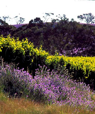 Spring flowers alongside vineyard on the Mountadam   Estate  on the High Eden Ridge to the east of the   Barossa Valley   South Australia  Eden Valley