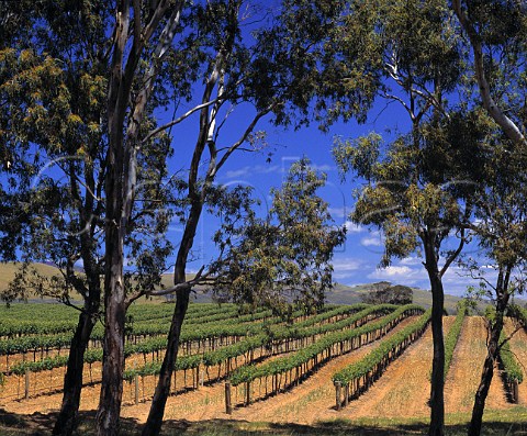 Vineyard along the Krondorf Road near Tanunda   South Australia     Barossa Valley