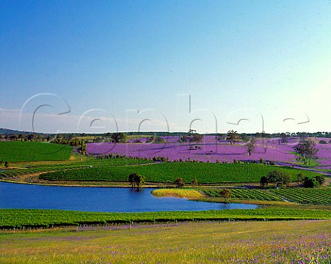 Spring flowers vineyards and dam on Mountadam   Estate on the High Eden Ridge east of the Barossa   Valley South Australia  Eden Valley