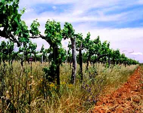 Organic vineyard of Botobolar Mudgee New South   Wales Australia  Mudgee