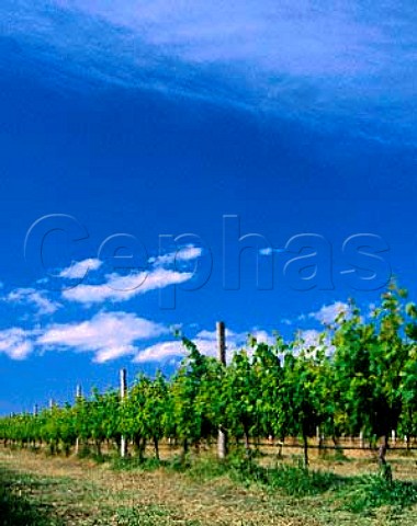 Vineyard of Chateau Xanadu Margaret River   Western Australia