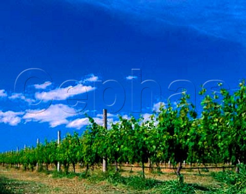 Vineyard of Chateau Xanadu Margaret River   Western Australia