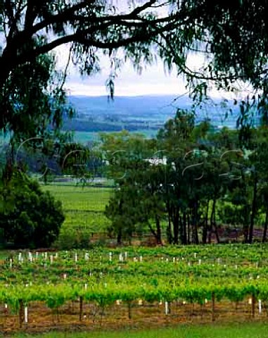 Yarra Yering vineyard Coldstream Victoria   Australia   Yarra Valley