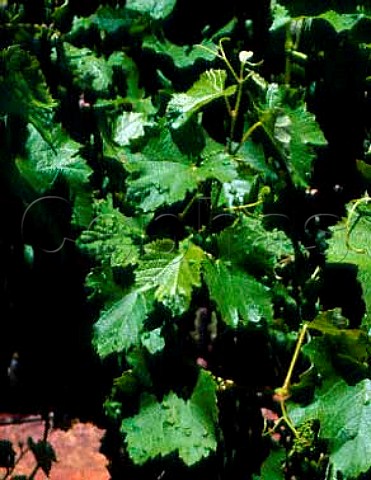 Leaf galls on vine