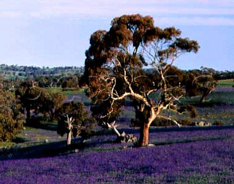 Gum tree surrounded by spring flowers  known   locally as Salvation Jane Eden Valley South   Australia