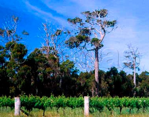 Vineyard of Chateau Xanadu Margaret River Western   Australia