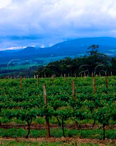 Cabernet Sauvignon vineyard of Oakridge Estate   Wandin Victoria Australia   Yarra Valley