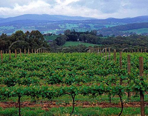 Cabernet Sauvignon vineyard of Oakridge Estate  Wandin Victoria Australia   Yarra Valley