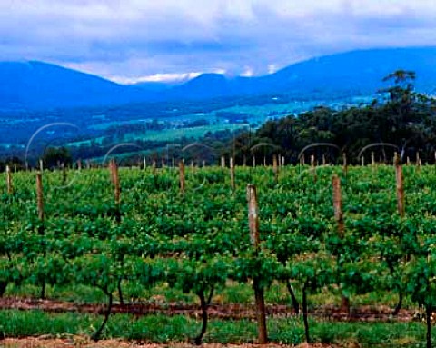 Cabernet Sauvignon vineyard of Oakridge Estate   Wandin Victoria Australia   Yarra Valley