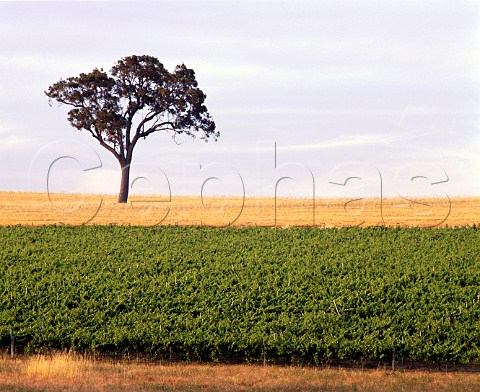 Vineyard near Mount Barker Western Australia    Lower Great Southern