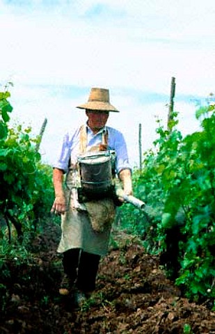Man dusting vines with sulphur Curico Valley Chile