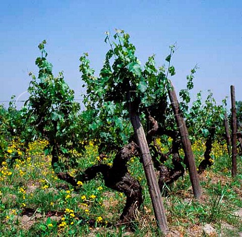 Old Cabernet Sauvignon vineyard planted 1932 of Cousino Macul Santiago Chile   Maipo