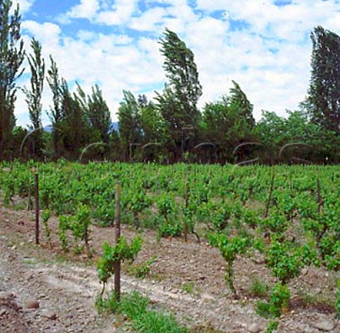 Double Guyot trellissed vineyard of   Chateau Los Boldos Vina Santa Amalia at   Requenoia in the Rancagua region Chile