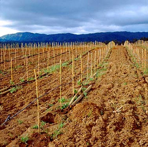 New vineyard of Errazuriz in the Casablanca Valley   Chile