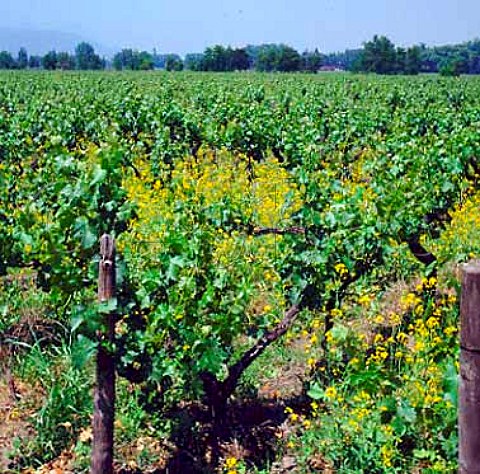 Old Cabernet Sauvignon vines of Cousino Macul    planted in 1932 Santiago Chile