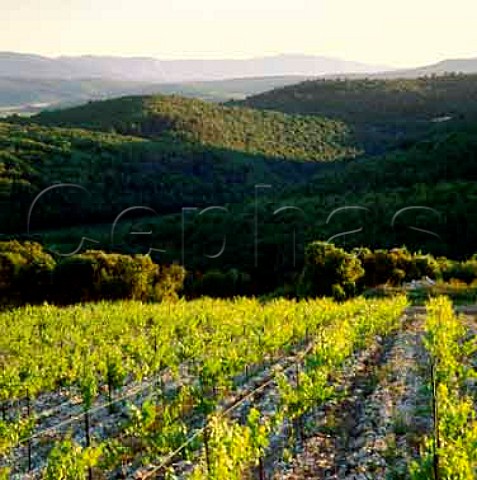 North facing vineyards of Mas de Daumas Gassac planted with white grape varieties Behind is the garrigue scrub with the Larzac Plateau and Seranne Mountains beyond  Aniane Hrault France
