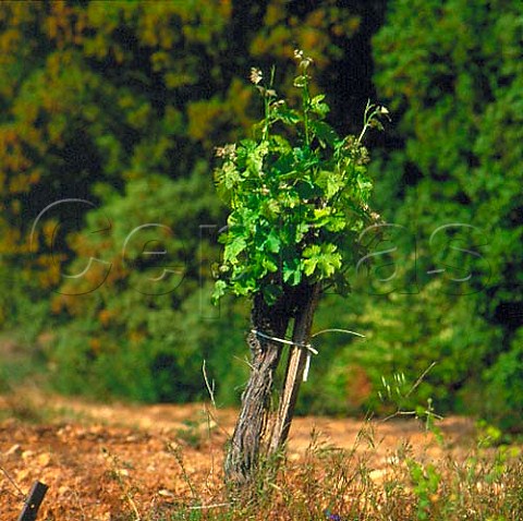 Cabernet Sauvignon vine in original vineyard of   Mas de Daumas Gassac Aniane Hrault France    Vin de Pays dOc