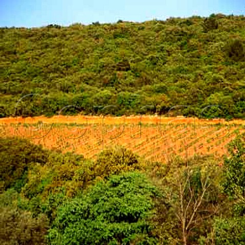 Original vineyard at Mas de Daumas Gassac planted   mainly with Cabernet Sauvignon showing the red   glacial powder soil unique to this property Aniane   Herault France