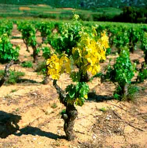 Vine suffering from Chlorosis or yellowing of the   leaves Herault
