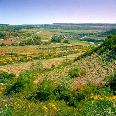 Vineyards in the Cesse Valley near Minerve   Hrault France    Minervois