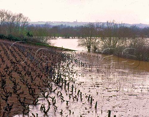 Vineyard flooded by the River Loire at   StFlorentleViel MaineetLoire France   AC Muscadet des Coteaux de la Loire
