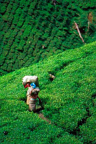 Tea picking in the Cameron Highlands   Malaysia