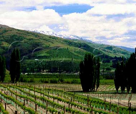 Elm Vineyard in the Bannockburn Valley  the grapes   are sold to Gibbston Valley Vineyards  Central   Otago New Zealand