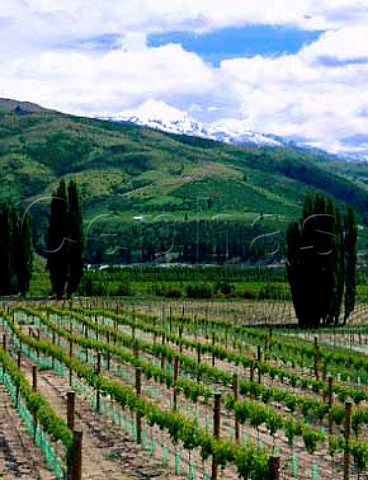 Elm Vineyard in the Bannockburn Valley  the grapes   are sold to Gibbston Valley Vineyards  Central   Otago New Zealand