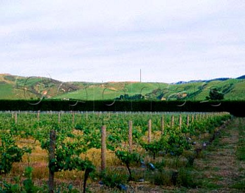 Mark Rattray vineyard Waipara New Zealand     Canterbury