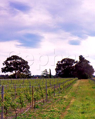 Waipara Springs vineyard Waipara New Zealand    Canterbury