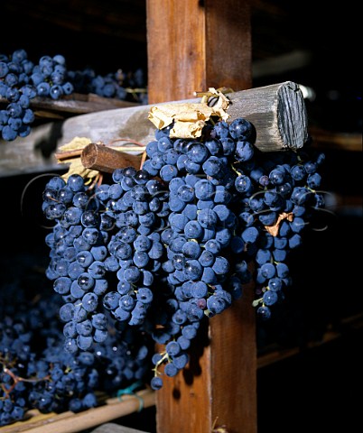 Grapes drying for Vin Santo of Avignonesi   Montepulciano Tuscany