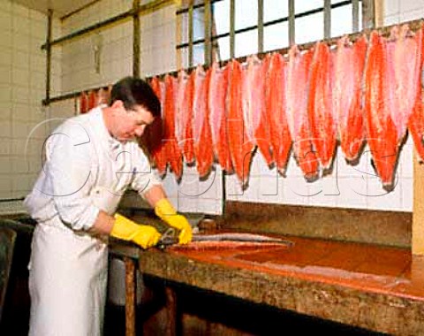 Hanging sides of Scottish salmon up to dry after  they have been salted and rinsed and before they are  smoked AHJarvis and Sons Kingston upon Thames  Surrey