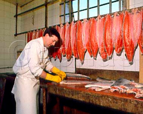 Hanging sides of Scottish salmon up to dry after  they have been salted and rinsed and before they are  smoked AHJarvis and Sons Kingston upon Thames  Surrey