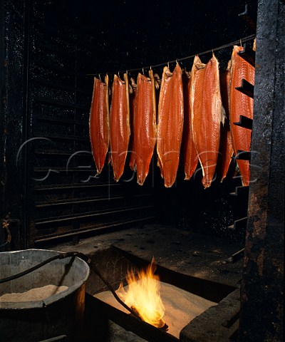 Sides of Scottish salmon being smoked whilst hanging  from hooks in the traditional way   AHJarvis and Sons KingstonuponThames   Surrey England