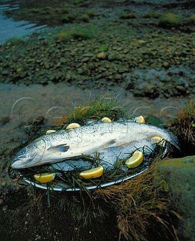 Whole salmon caught in Loch Fyne Argyll Scotland