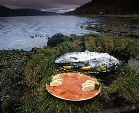 Fresh salmon and smoked salmon   on the shore of Loch Fyne Argyllshire