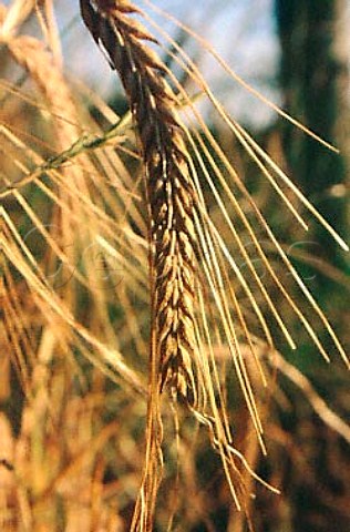 Ear of ripe barley