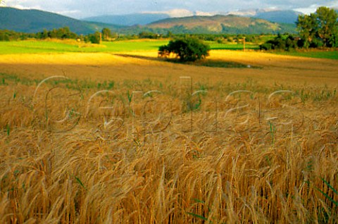Field of barley in the Scottish   Highlands