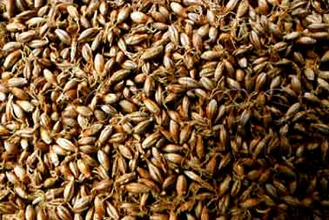 Barley for whisky manufacture