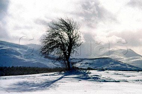 Tree in winter Spey Valley Scotland