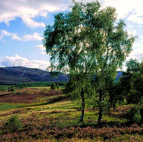 Landscape with sheep grazing amongst heather Spey   Valley Scotland