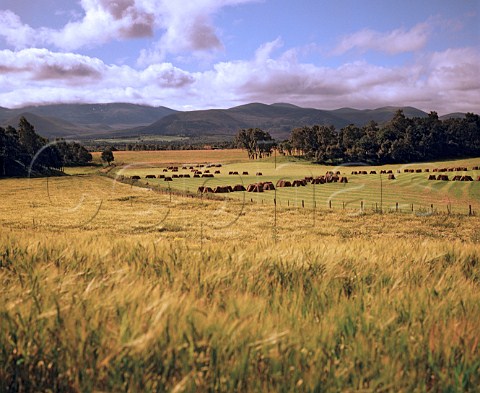 Barley fields in the Spey Valley with the Cairngorm Mountains in distance Highlands Scotland