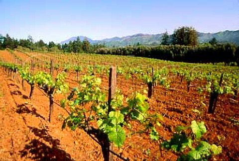 Vineyards of Schramsberg Calistoga   Napa Valley California