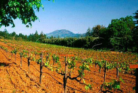 Vineyards of Schramsberg Calistoga   Napa Valley California