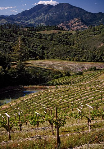Diamond Mountain Vineyard of Sterling   Vineyards the end of the Mayacamas range   Calistoga Napa Co California