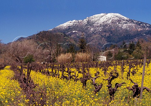 Springtime mustard flowering in vineyard below the snow dusted peak of Mount StHelena 4450   ft at the north end of the Napa Valley Calistoga California USA