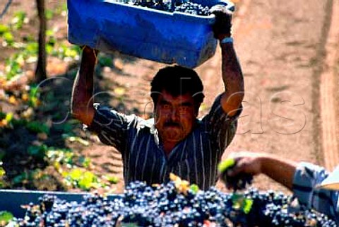 Harvesting Merlot grapes at Jaeger   Vineyards for Rutherford Hill Winery   Napa Valley California