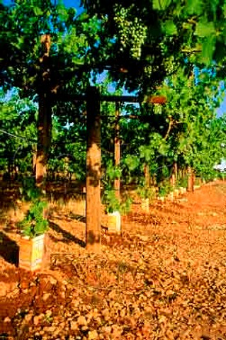 In anticipation of uprooting due to phylloxera a resistant rootstock has been planted next to each of the infected  vines Napa Valley California