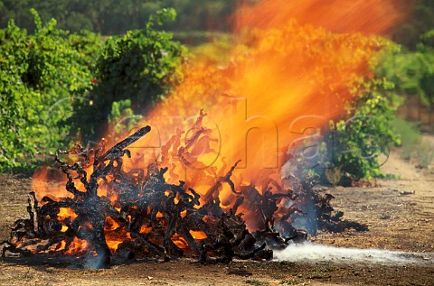 Burning phylloxerainfected vines which were planted on AXR1 rootstock  Napa Valley California