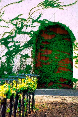 Ivy covered door of Grgich Hills winery   Rutherford Napa Co California USA